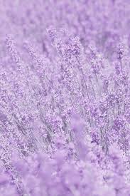 Multiple sizes available for all screen sizes. Whisper In Purple Flowers By Poppy Thomas Hill Purple Flowers Wallpaper Lavender Aesthetic Purple Aesthetic