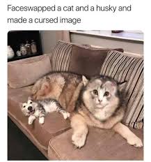 50 Funny Husky Memes That Will Keep You Laughing For Hours Husky Huskymemes Dogmemes Memes Funnymemes Funny Animal Memes Funny Animal Jokes Animal Memes