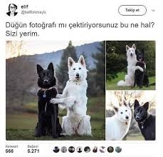 Internetin Kalbi Komik Seyler Komik Hayvan Videolari Komik