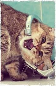 Canavar Kedi Canavarlar