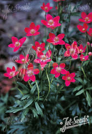 Image result for Embelia multiflora