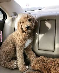 The english teddybear goldendoodle is a smart, friendly and beautiful breed that you will fall in love with. Pin On Cute Funny Animals Pictures Kittens Cats Dogs And Others