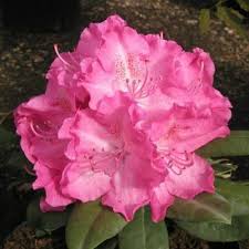 Rhododendron Germania Belles Fleurs Composition Florale Et Peinture Fleurs