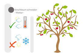 Je nachdem, was sie bezwecken wollen, sollten sie sich für eine der. Kirschbaum Schneiden Bebilderte Anleitung Fur Den Kirschbaumschnitt