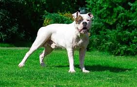 American bulldog chance homeward bound breed. American Bulldogs Familypet