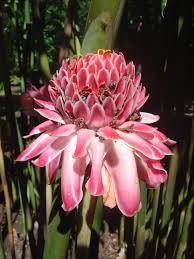 Image result for Etlingera
