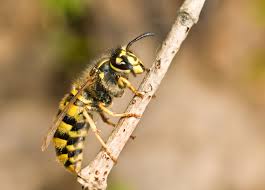 Richtig Reagieren Bei Wespenstichen Newsgo Nachrichten Aus Ostwestfalen Lippe