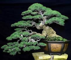 What is the best bonsai tree for indoors. Best Bonsai From Indonesia Pohon Bonsai Bonsai Kebun