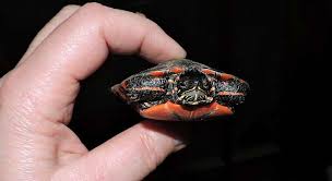 Painted Turtle Growth Rate How Fast Do Painted Turtles