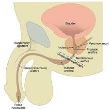 Image result for Retrograde Urethrogram