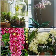 Indoor horticulture and agriculture are being radically transformed by the availability of high quality light from energy and heat efficient led grow lights. Growing Orchids Indoors Album On Imgur