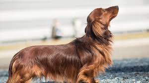 Do long haired dachshunds shed less? Everything You Need To Know About A Long Haired Dachshund Thegoodypet