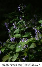 Image result for Isodon