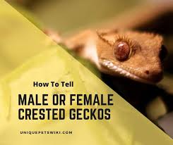 Masakan sayur kampung yang simple : Six Ways To Tell A Crested Gecko Is A Male Or Female