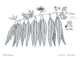 Image result for Eucalyptus tereticornis