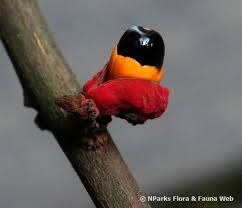 Image result for Agelaea