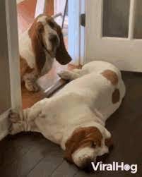 Basset Hound Gifs Tenor The 16 funniest basset hound memes of all time. basset hound gifs tenor