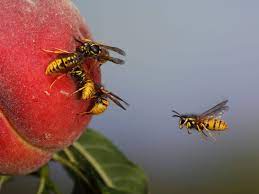 Geithams (vespa crabro) eller europeisk geithams er en art i familien stikkeveps og tilhører en slekt med ganske store veps. Randerna Gar Aldrig Ur Natur Tradgard