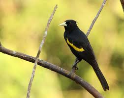 Black Bird With Yellow Breast Texas 11 Yellow Winged Cacique Cassiculus Melanicterus Mexico Guatemala At Swim Two Birds Cacique Horse Pictures
