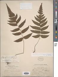 Image result for Stegnogramma