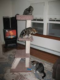 4.6 out of 5 stars. Cat Furniture Steemit