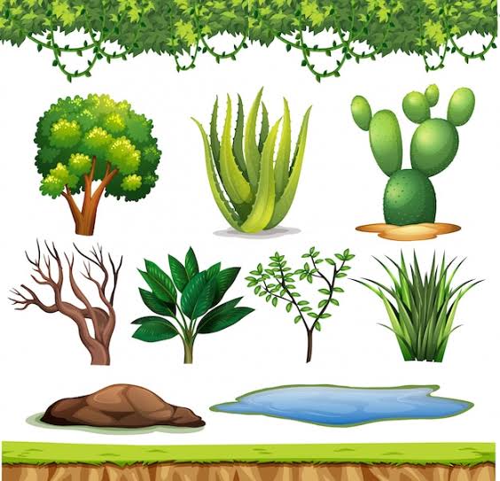Conjunto de plantas pequeñas sin flores en blanco | Vector Premium