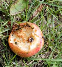 Fake wasp nests are sold mostly in gardening stores. How To Stop Attracting Wasps To Your Garden Pest Control Blog