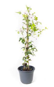 Check spelling or type a new query. Waldrebe Miss Bateman Clematis Hybriden Miss Bateman Gunstig Online Kaufen