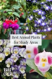 Wishbone flower produces small, pretty flowers all summer. 12 Of The Best Shade Loving Annuals That Will Look Gorgeous All Summer Shade Flowers Best Flowers For Shade Part Shade Flowers