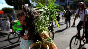 El camino para la legalización del uso y consumo de la marihuana en méxico está en marcha, pero en la ciudad ya hay varios proyectos cannábicos que debes conocer, desde un club que promueve talleres sobre la cultura del cannabis hasta un proyecto de. Mexico Marijuana Lower House Passes Recreational Cannabis Bill Bbc News