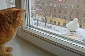 pin na doske ryzhij kot na okne