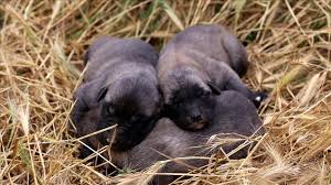 Kangal Kopeklerinin Yavrusunu Yeme Sebebi Hormon Eksikligi