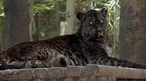 Bear Creek Exotic Wildlife Sanctuary - This is Jahzara, our female jaglion.  She and her brother Tsunami may be the only jaglions in the world. |  Facebook