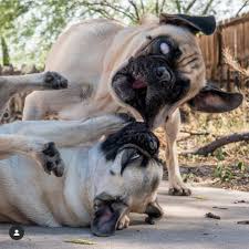 Cute Baby And Dog Funny Moments Videos In 2020 Funny Dogs Cat And Dog Videos Dog Gifs