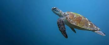 The hawksbill is one of five marine turtle species found in the philippines. Orp Kenya News Issue 2 2021 Olive Ridley Project