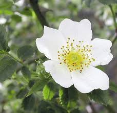 Image result for Rosaceae