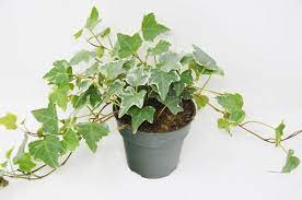 Ivy Variegated English 4 Pot Live House Plants English Ivy Plant Plants
