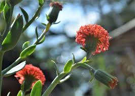 Image result for Kleinia fulgens