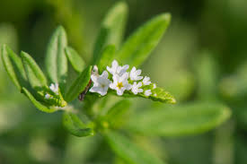 Image result for Euploca ovalifolia