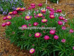 Meadow flowers australia sent seeds via australia post. Angus S Top Ten Australian Plants For Pots Gardening With Angus