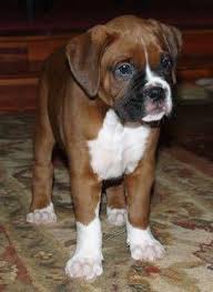 Boxer Dogs In 2020 Boxer Dogs Boxer Puppy Boxer Dogs Training