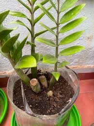 Image result for Zamiokulkas Zamioculcas