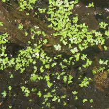 Image result for Lemna aequinoctialis