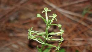 Image result for Sorghastrum fuscescens