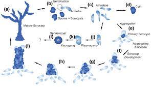 Life Cycle Of Copromyxa Protea Modified From Brown Et Al 2011 A Download Scientific Diagram
