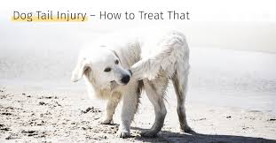 Something bad or unpleasant today may bring good things in the future. Dog Tail Injury How To Treat That Medrego Types Causes And Treatments