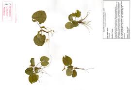 Image result for Landolphia villosa