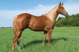 Paliminos Have A Long Lustrous Platinum Blonde Hair And They Have A Golden Tan This Coloring Comes From The Cream Gene Pal Horses Quarter Horse Horse Rescue