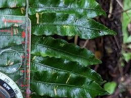 Image result for Lomariopsis