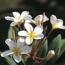 Thank you for sharing the pattern. Hawaiian Plumeria Cuttings Plants For Sale From The Source Best Hawaiian Plants From Kanoa Hawaii